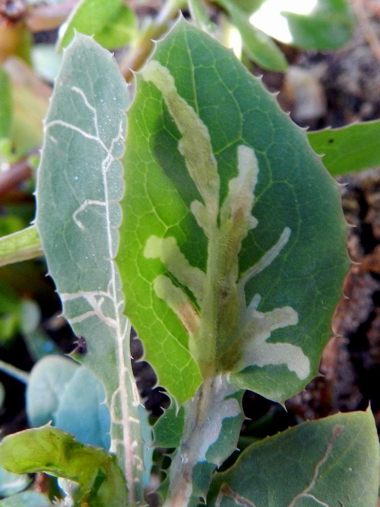 Sonchus maritimus